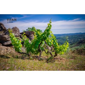 Titan of Douro